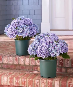 Hydrangea Macrophylla Live Plant - Flowering Shrub in Nursery Pot - Image 5