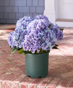 Hydrangea Macrophylla Live Plant - Flowering Shrub in Nursery Pot - Image 6