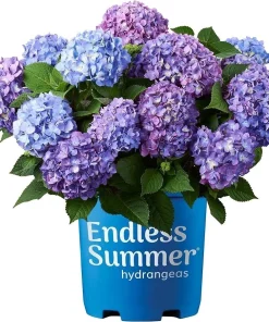 Hydrangea Macrophylla Live Plant - Flowering Shrub in Nursery Pot - Image 1