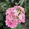 Hydrangea Macrophylla Live Plant - Outdoor Flowering Shrub - Image 1