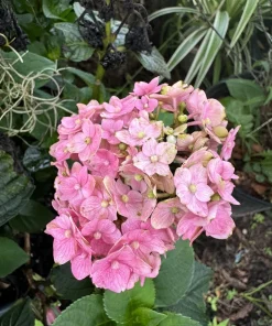 Hydrangea Macrophylla Live Plant - Outdoor Flowering Shrub - Image 1