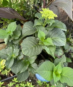 Hydrangea Macrophylla Live Plant - Outdoor Flowering Shrub - Image 2