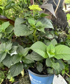 Hydrangea Macrophylla Live Plant - Outdoor Flowering Shrub - Image 3