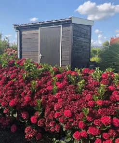 Hydrangea Magical Crimson Live Plant – Stunning Red Blooms – #3 Container – Outdoor Shrub - Image 2