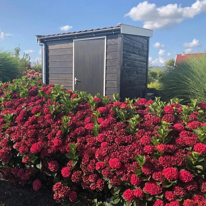 Hydrangea Magical Crimson Live Plant – Stunning Red Blooms – #3 Container – Outdoor Shrub - Image 2