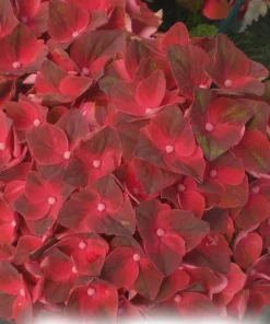 Hydrangea Magical Crimson Live Plant – Stunning Red Blooms – #3 Container – Outdoor Shrub - Image 3