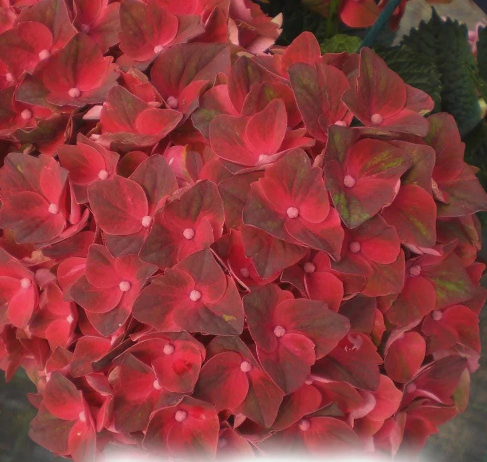 Hydrangea Magical Crimson Live Plant – Stunning Red Blooms – #3 Container – Outdoor Shrub - Image 3
