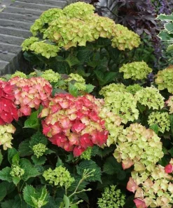 Hydrangea Magical Crimson Live Plant – Stunning Red Blooms – #3 Container – Outdoor Shrub - Image 4