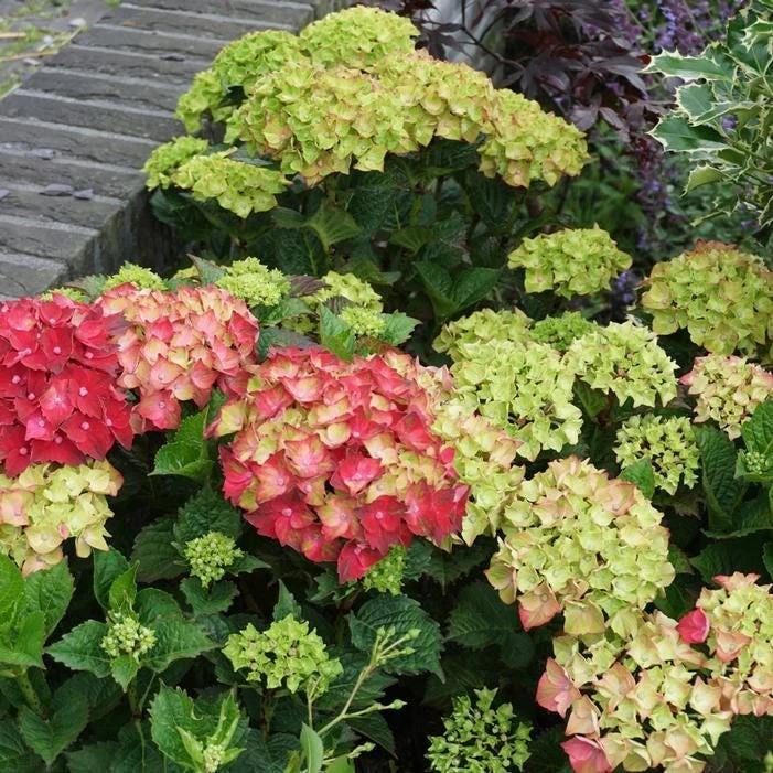 Hydrangea Magical Crimson Live Plant – Stunning Red Blooms – #3 Container – Outdoor Shrub - Image 4