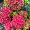 Hydrangea Magical Crimson Live Plant – Stunning Red Blooms – #3 Container – Outdoor Shrub - Image 1