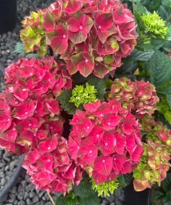 Hydrangea Magical Crimson Live Plant – Stunning Red Blooms – #3 Container – Outdoor Shrub - Image 1