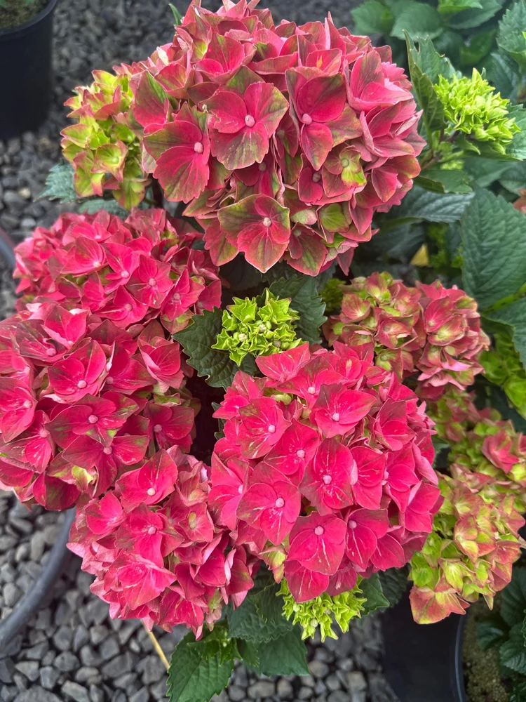 Hydrangea Magical Crimson Live Plant – Stunning Red Blooms – #3 Container – Outdoor Shrub - Image 1