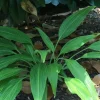 Hyuga Urajiro Hosta Bare Root Perennial Plant for Shade Outdoor - Image 1