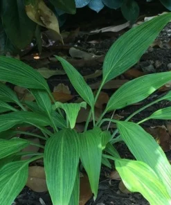 Hyuga Urajiro Hosta Bare Root Perennial Plant for Shade Outdoor - Image 1