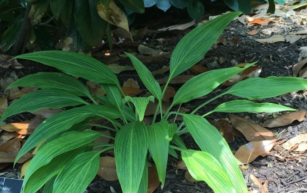 Hyuga Urajiro Hosta Bare Root Perennial Plant for Shade Outdoor - Image 1