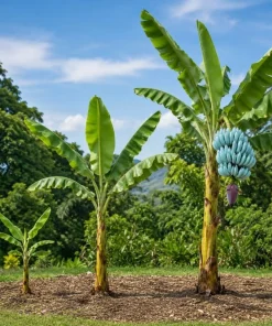 Ice Cream Banana Live Plant – Blue Java Tropical Fruit – 1 Gallon Pot – Outdoor - Image 3