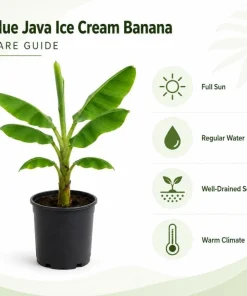 Ice Cream Banana Live Plant – Blue Java Tropical Fruit – 1 Gallon Pot – Outdoor - Image 4