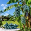 Ice Cream Banana Live Plant – Blue Java Tropical Fruit – 1 Gallon Pot – Outdoor - Image 1
