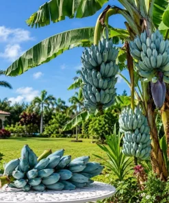 Ice Cream Banana Live Plant – Blue Java Tropical Fruit – 1 Gallon Pot – Outdoor - Image 1