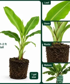 Ice Cream Banana Live Plant – Blue Java Tropical Fruit – 1 Gallon Pot – Outdoor - Image 5