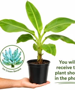 Ice Cream Banana Tree Live Plant – 1 Gallon Pot – Home Garden Fruit Plant - Image 2