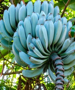 Ice Cream Banana Tree Live Plant – 1 Gallon Pot – Home Garden Fruit Plant - Image 3