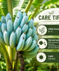 Ice Cream Banana Tree Live Plant – 1 Gallon Pot – Home Garden Fruit Plant - Image 4