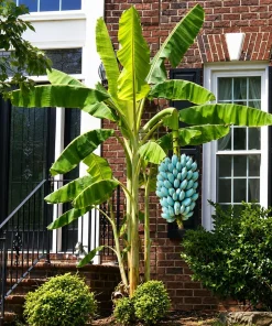 Ice Cream Banana Tree Live Plant – 1 Gallon Pot – Home Garden Fruit Plant - Image 5