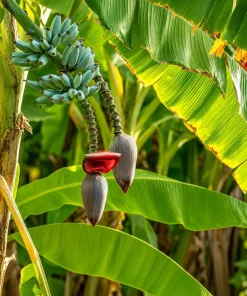 Ice Cream Banana Tree Live Plant – 1 Gallon Pot – Home Garden Fruit Plant - Image 7