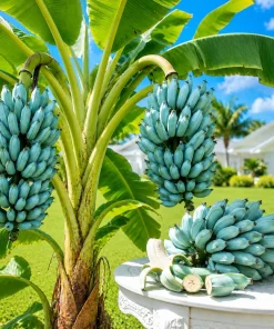 Ice Cream Banana Tree Live Plant – 1 Gallon Pot – Home Garden Fruit Plant - Image 1