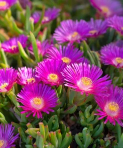 Ice Plant Seeds - Vibrant Succulent Ground Cover, 200 Seeds - Image 2
