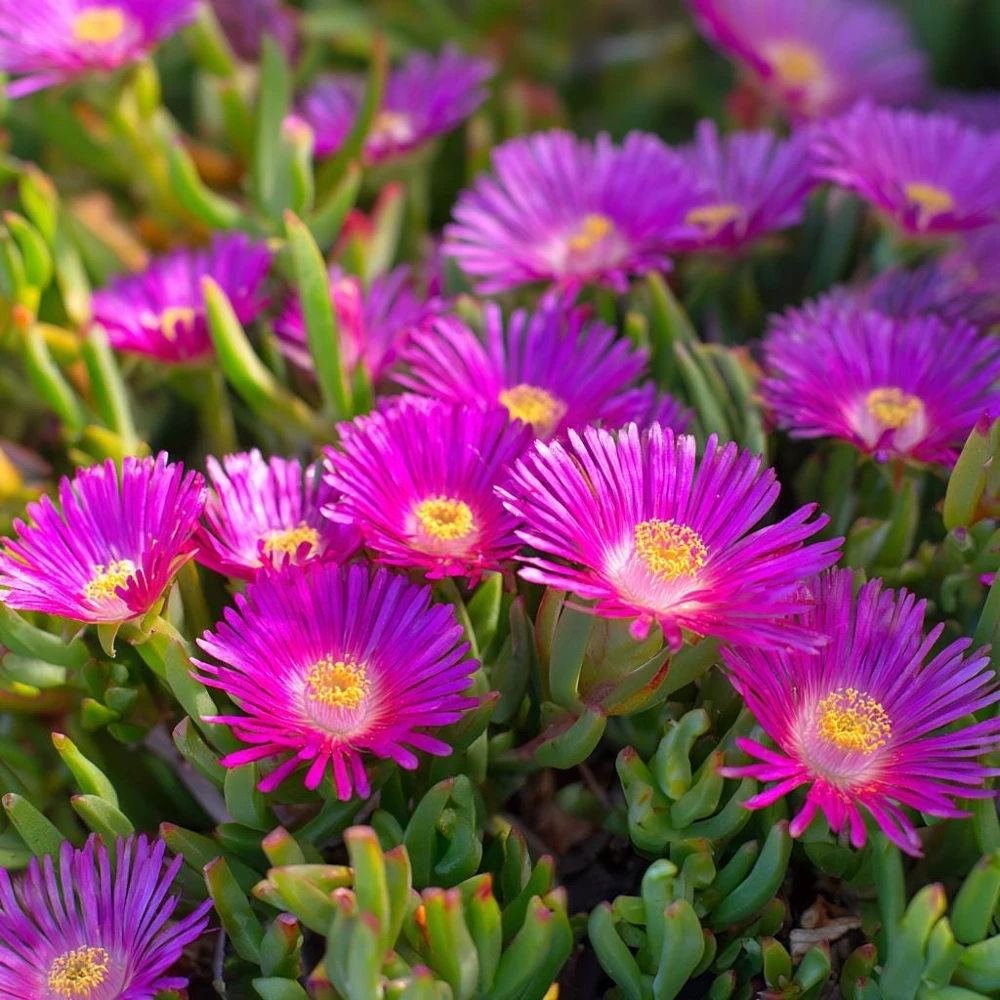 Ice Plant Seeds - Vibrant Succulent Ground Cover, 200 Seeds - Image 2