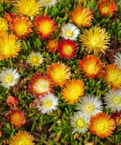 Ice Plant Seeds - Vibrant Succulent Ground Cover, 200 Seeds - Image 3
