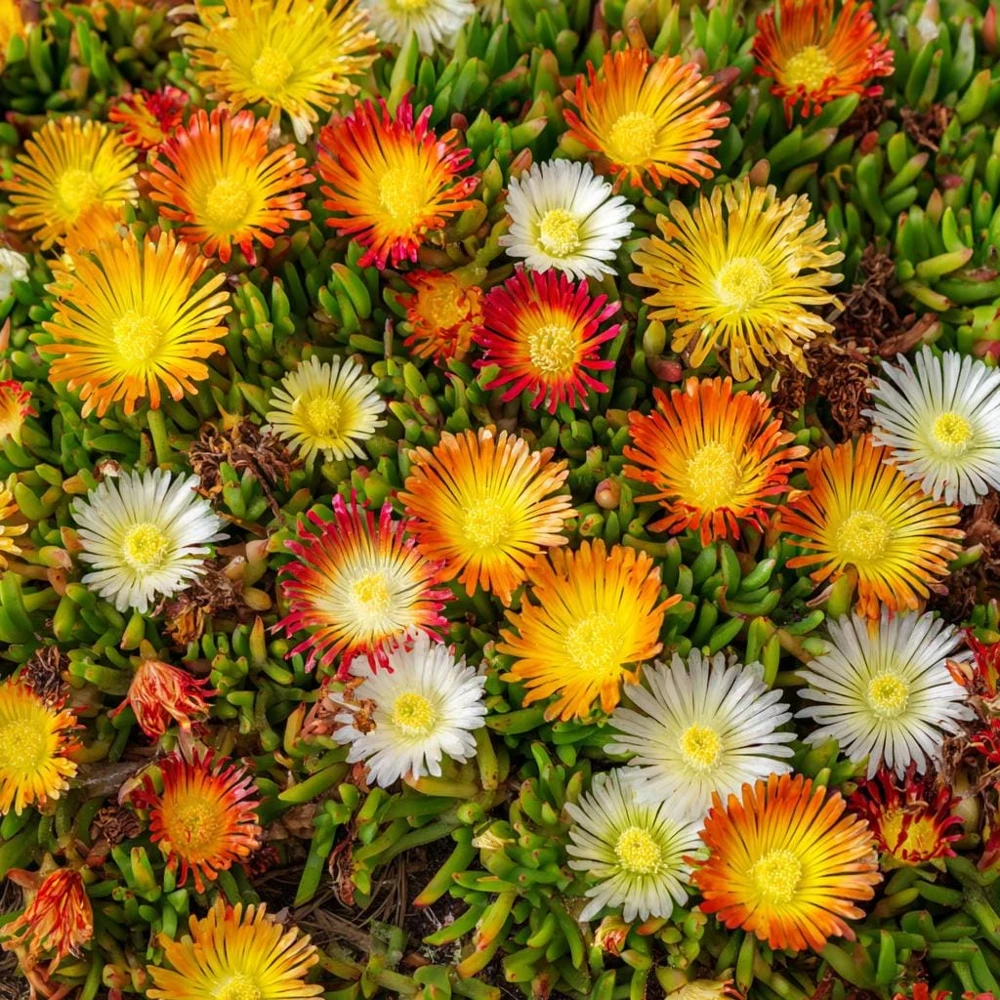 Ice Plant Seeds - Vibrant Succulent Ground Cover, 200 Seeds - Image 3