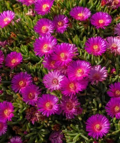 Ice Plant Seeds - Vibrant Succulent Ground Cover, 200 Seeds - Image 4