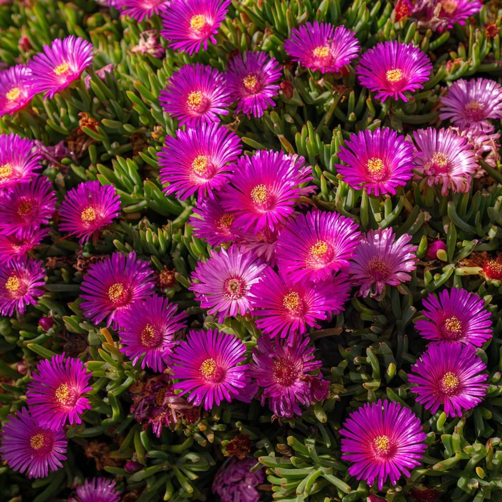 Ice Plant Seeds - Vibrant Succulent Ground Cover, 200 Seeds - Image 4