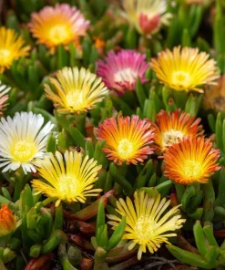 Ice Plant Seeds - Vibrant Succulent Ground Cover, 200 Seeds - Image 1