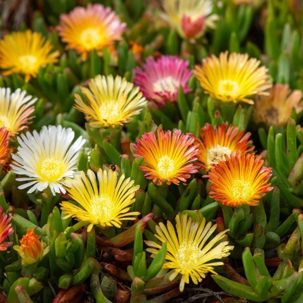 Ice Plant Seeds - Vibrant Succulent Ground Cover, 200 Seeds - Image 1