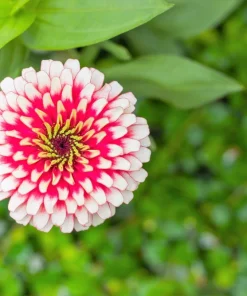 Ice Queen Zinnia Elegans Seeds - 100 Count, Pink Red White Bicolor Flowers, Full Sun - Image 2