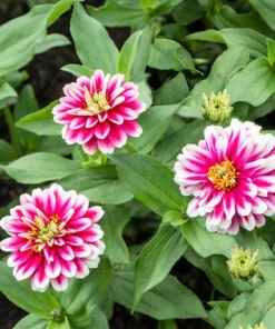 Ice Queen Zinnia Elegans Seeds - 100 Count, Pink Red White Bicolor Flowers, Full Sun - Image 3