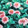 Ice Queen Zinnia Elegans Seeds - 100 Count, Pink Red White Bicolor Flowers, Full Sun - Image 1