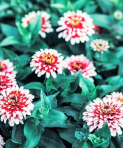 Ice Queen Zinnia Elegans Seeds - 100 Count, Pink Red White Bicolor Flowers, Full Sun - Image 1