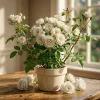 Iceberg Rose Bush Plant Live – White Floribunda Rose 4-6 Inch Tall Outdoor Garden - Image 1