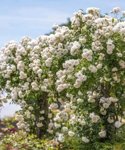 Iceberg Rose Bush Plant Live – White Floribunda Rose 4-6 Inch Tall Outdoor Garden - Image 2