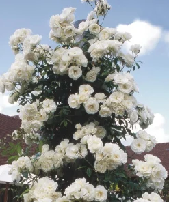 Iceberg Rose Bush Plant Live – White Floribunda Rose 4-6 Inch Tall Outdoor Garden - Image 3