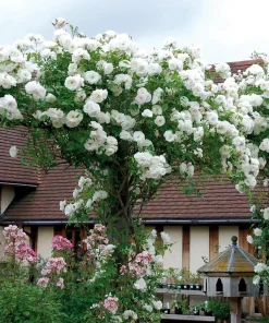 Iceberg Rose Bush Plant Live – White Floribunda Rose 4-6 Inch Tall Outdoor Garden - Image 4