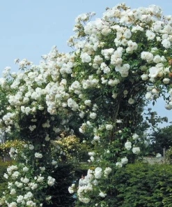 Iceberg Rose Bush Plant Live – White Floribunda Rose 4-6 Inch Tall Outdoor Garden - Image 5