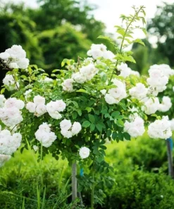 Iceberg Rose Bush Plant Live – White Floribunda Rose 4-6 Inch Tall Outdoor Garden - Image 6