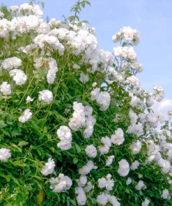 Iceberg Rose Bush Plant Live – White Floribunda Rose 4-6 Inch Tall Outdoor Garden - Image 7