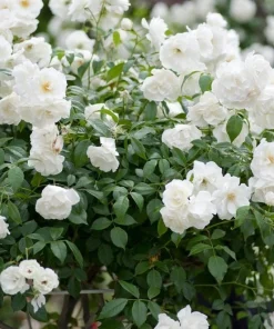 Iceberg Rose Bush Plant Live – White Floribunda Rose 4-6 Inch Tall Outdoor Garden - Image 8